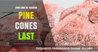 Scented Pine Cones Lifespan: How Long Do They Stay Fragrant?