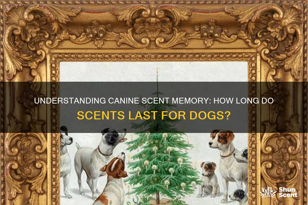 how long do scents last for dogs