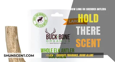 How Long Do Shedded Antlers Retain Their Scent for Hunting?