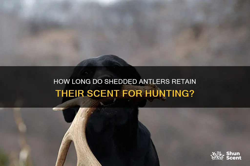 how long do shedded antlers hold there scent
