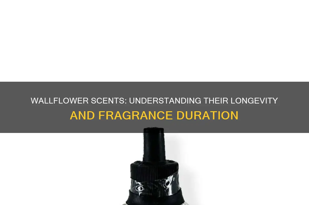 how long do the wallflower scents last