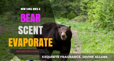 How Long Does Bear Scent Evaporate: Understanding Wildlife Odor Persistence