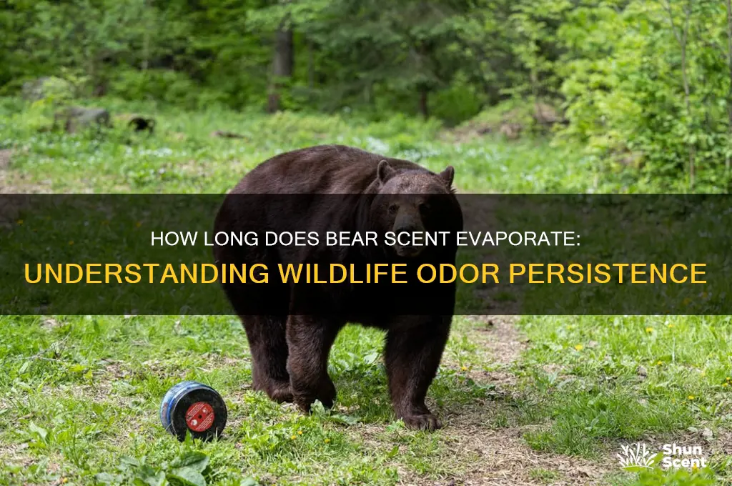 how long does a bear scent evaporate
