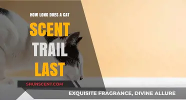 How Long Does a Cat Scent Trail Last: Uncovering Feline Tracking Secrets