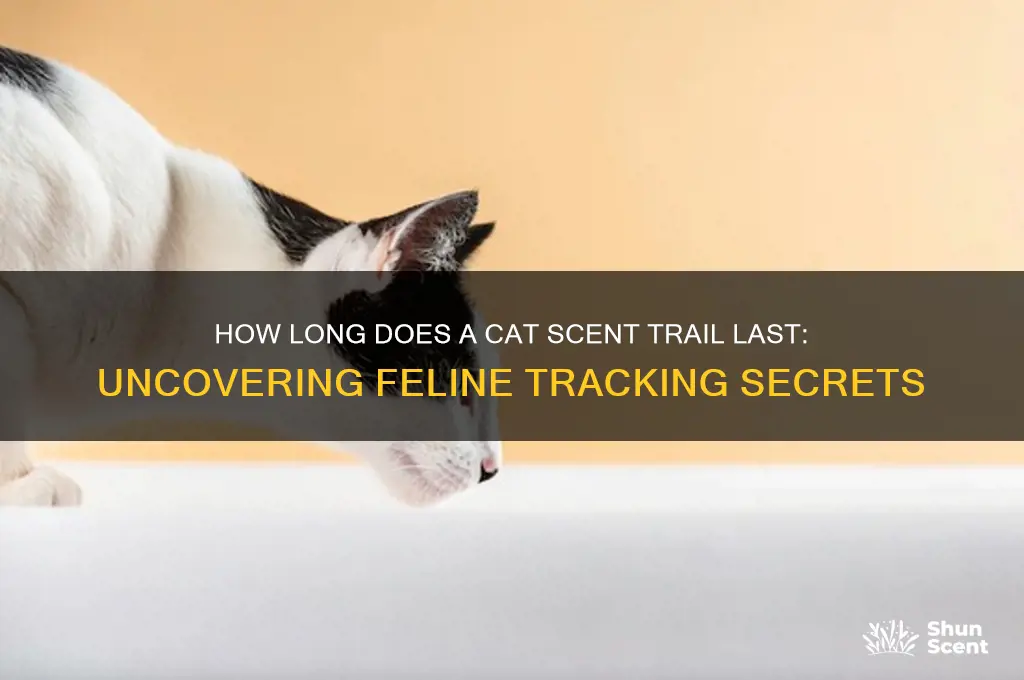 how long does a cat scent trail last
