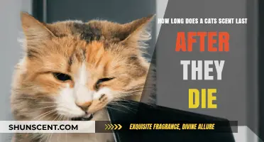Understanding the Lingering Scent of a Cat After Passing Away