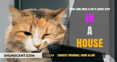 How Long Does a Cat's Scent Linger in Your Home?