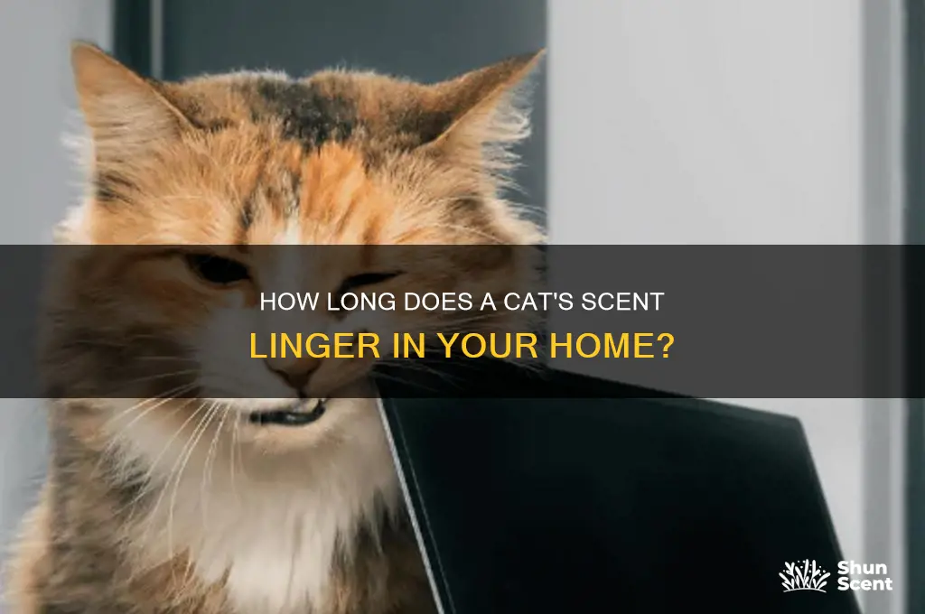 how long does a cat