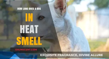 Understanding Canine Heat Cycles: The Duration of a Dog's Heat Smell