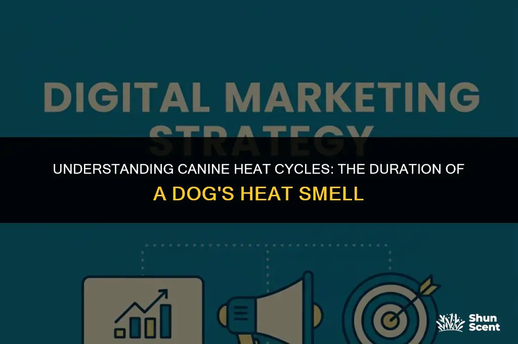 how long does a dog in heat smell