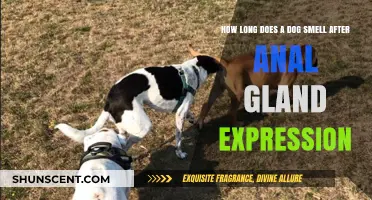 Understanding Canine Scent: Post-Anal Gland Expression Odor Duration