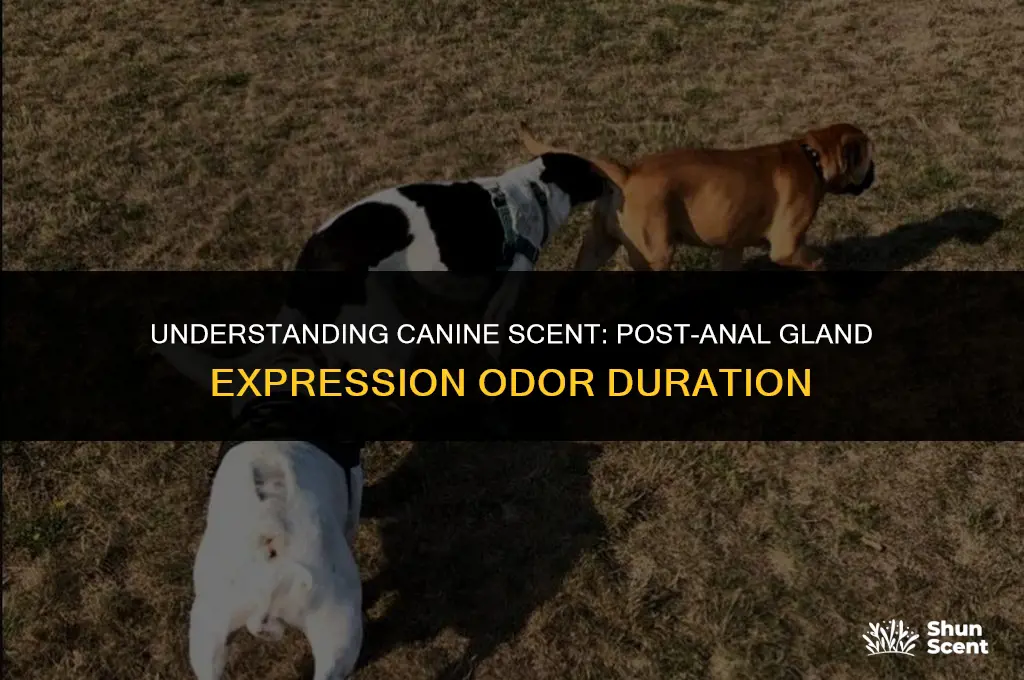 how long does a dog smell after anal gland expression