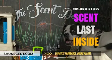 How Long Does a Dog's Scent Linger Indoors?