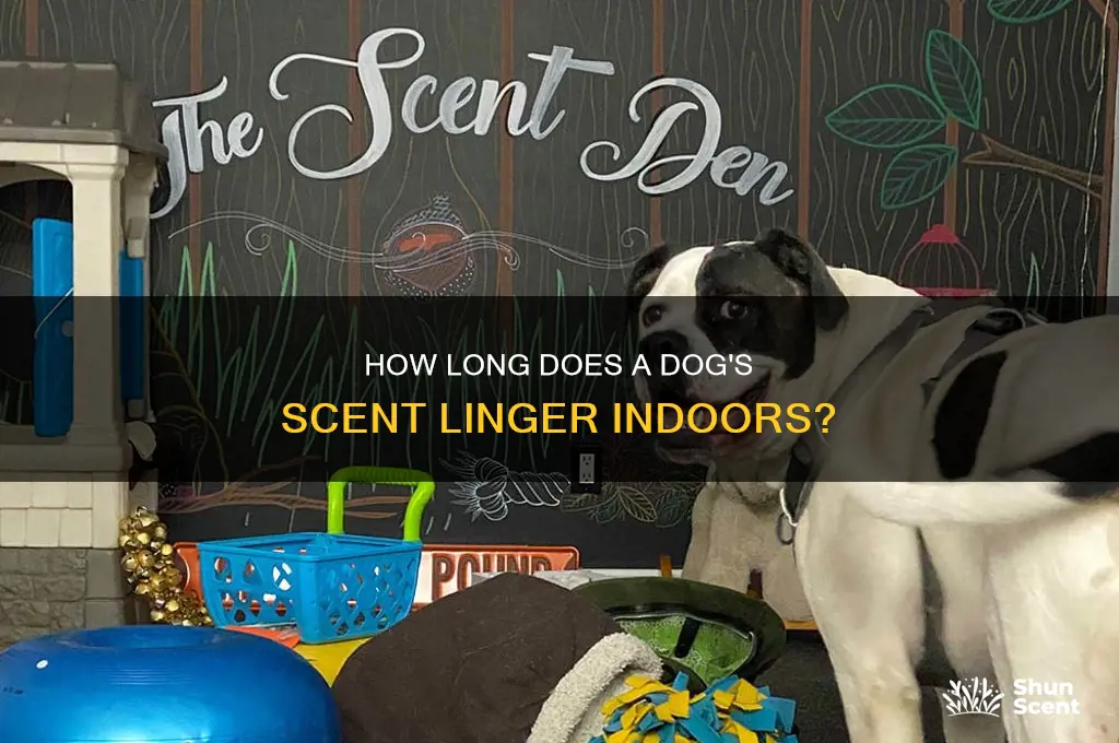how long does a dog