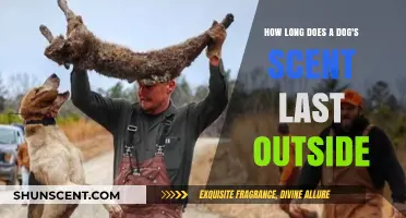 How Long Does a Dog's Scent Last in Outdoor Environments?