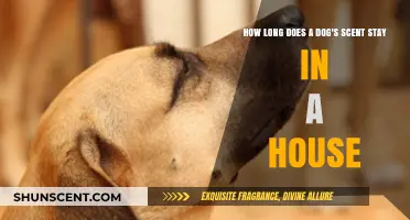How Long Does a Dog's Scent Linger in Your Home?
