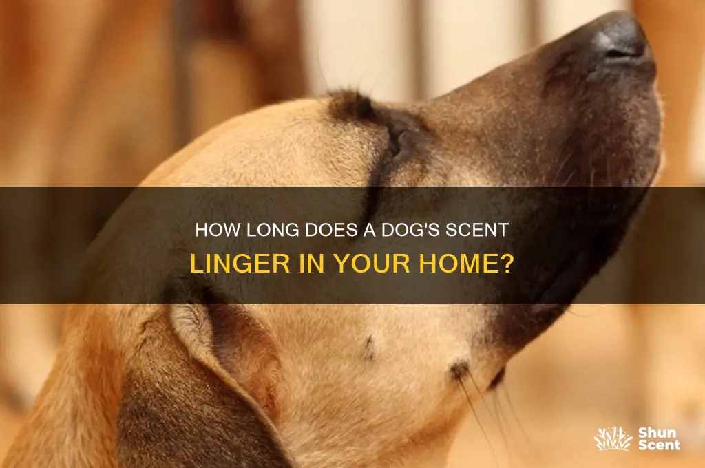 how long does a dog