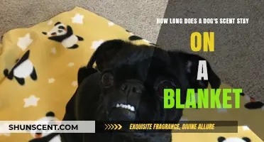 How Long Does a Dog's Scent Linger on a Blanket?