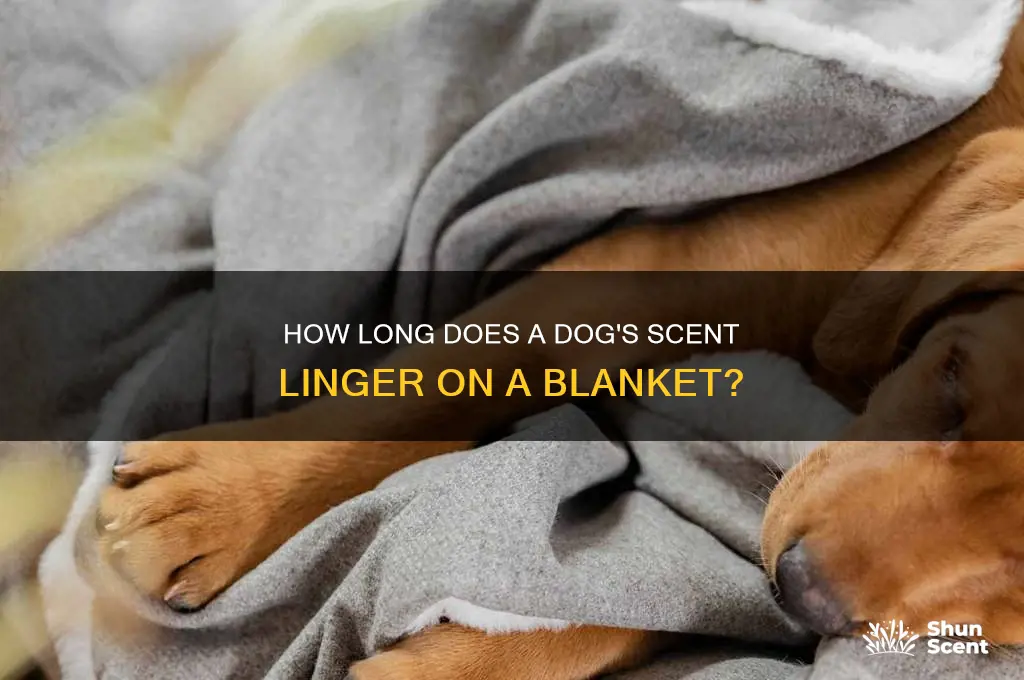 how long does a dog