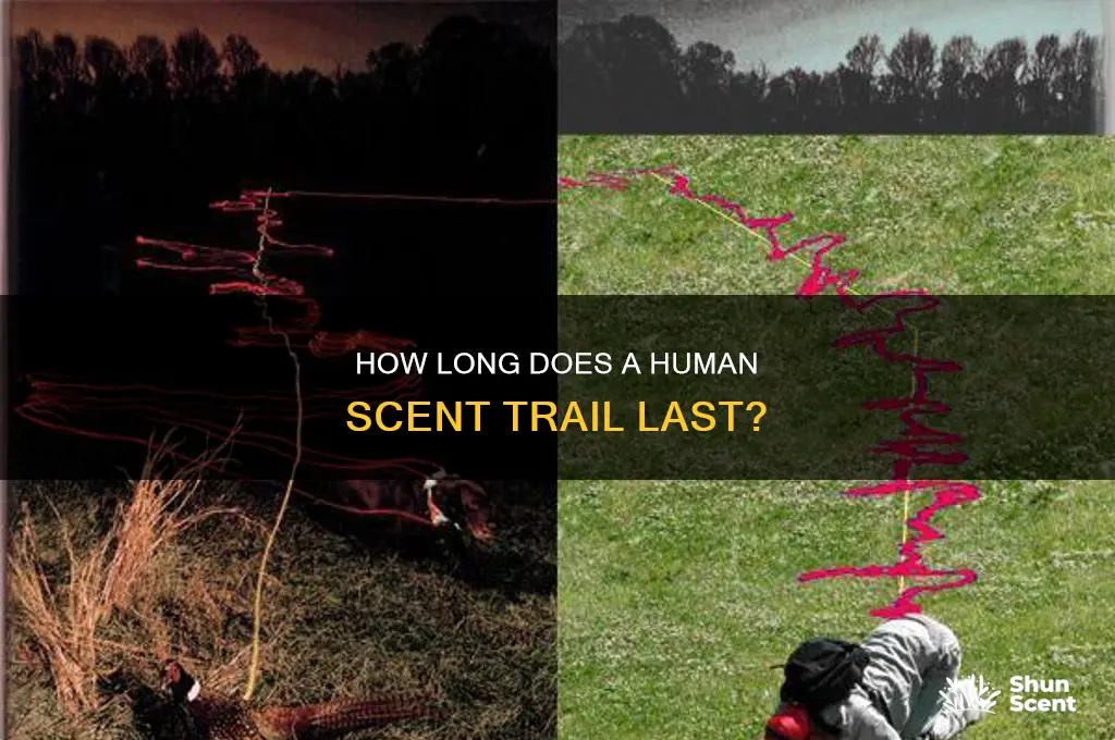 how long does a human scent trail last