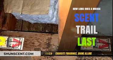 How Long Does a Mouse Scent Trail Last: Uncovering Rodent Tracking Secrets