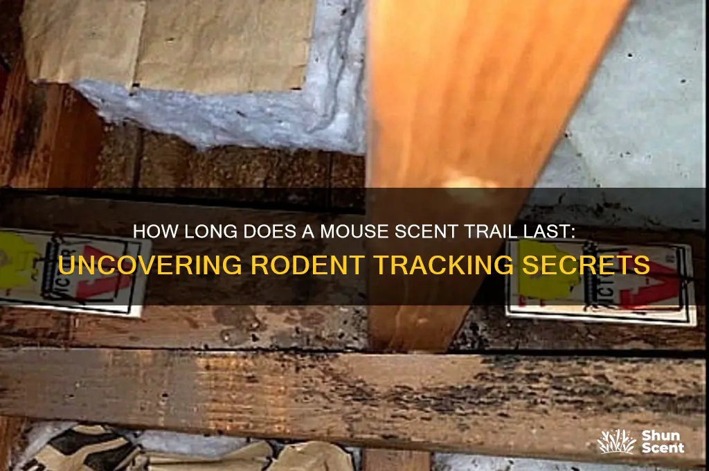 how long does a mouse scent trail last