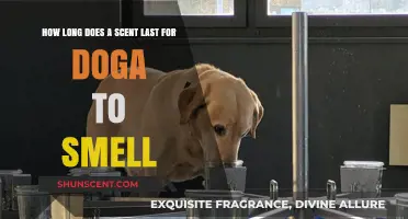 How Long Can Dogs Detect Scents: Understanding Canine Olfactory Memory