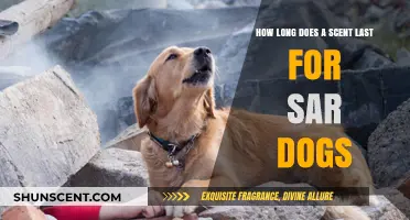 How Long Do Scents Last for SAR Dogs? A Guide