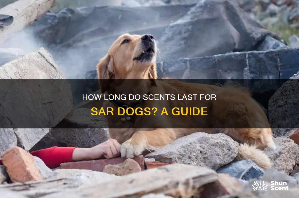 how long does a scent last for sar dogs