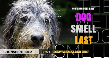 Lingering Canine Odor: How Long Does a Wet Dog Smell Last?