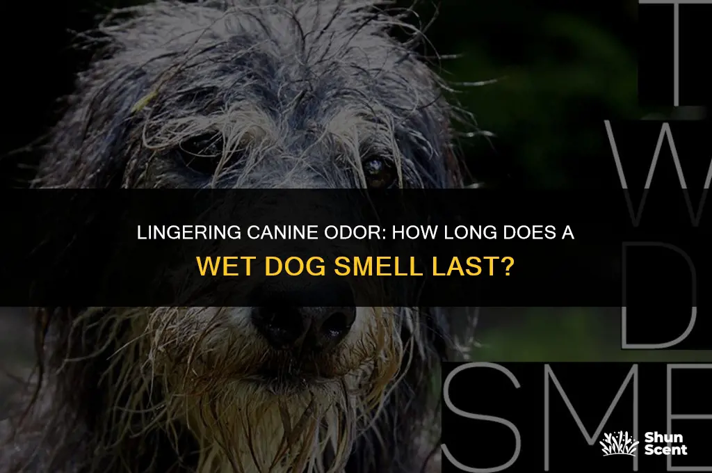 how long does a wet dog smell last