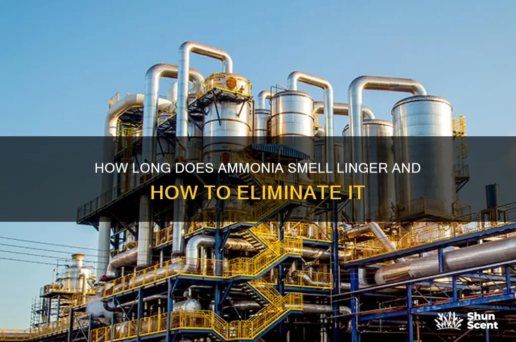 how long does ammonia scent last