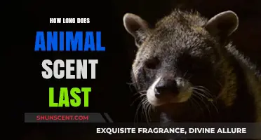 Understanding the Duration of Animal Scents in the Wild