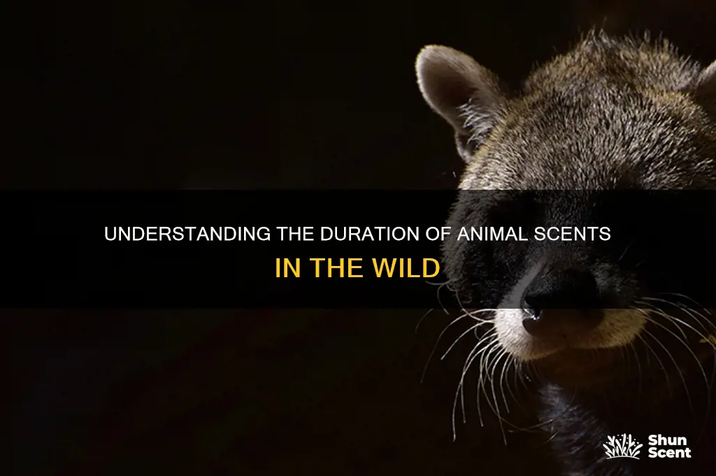how long does animal scent last