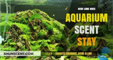 How Long Does Aquarium Scent Linger? A Comprehensive Guide