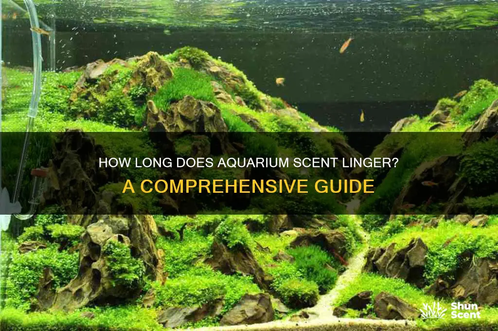 how long does aquarium scent stay