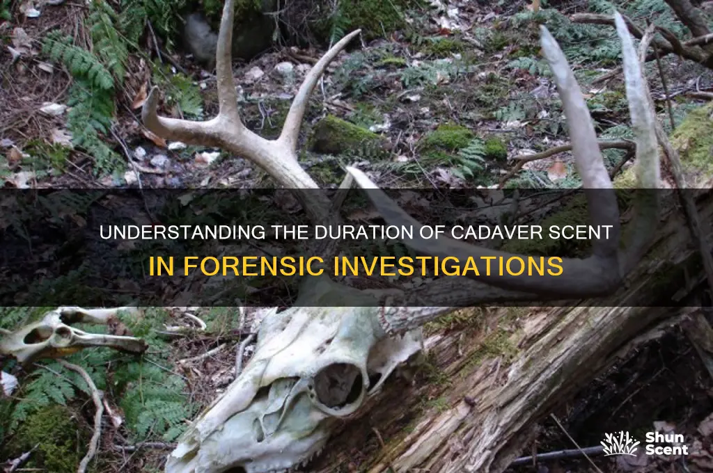 how long does cadaver scent last