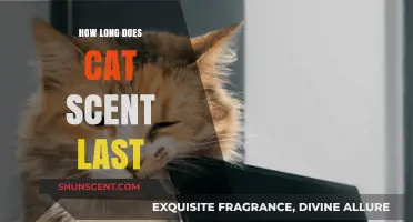 Understanding the Duration of Cat Scent: How Long Does It Last?
