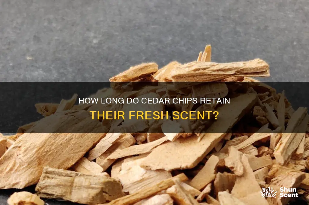 how long does cedar chips keep their scent