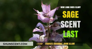 Clary Sage Scent Longevity: How Long Does the Aroma Last?