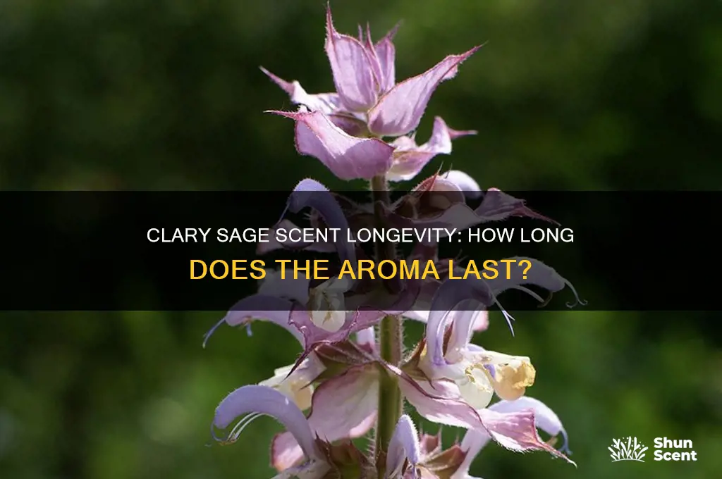 how long does clary sage scent last