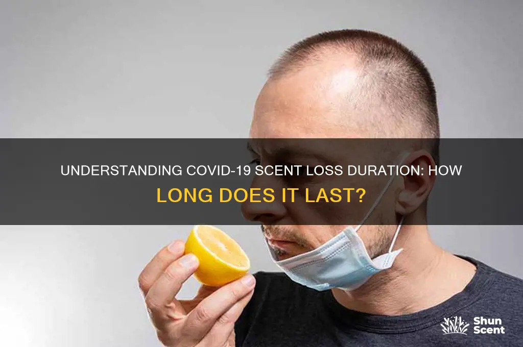 how long does covid scent loss last