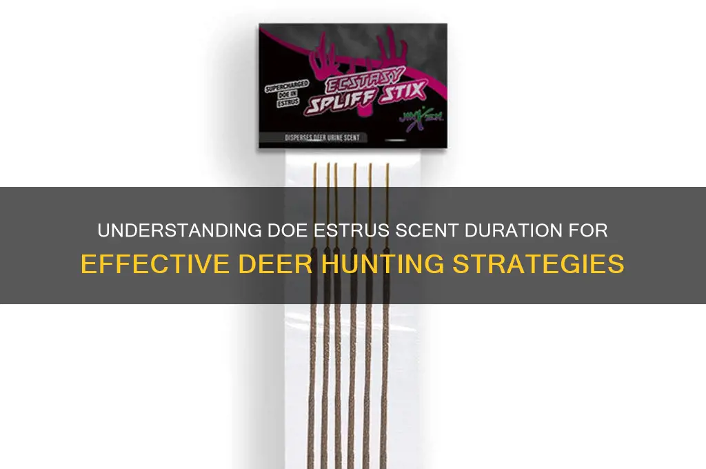 how long does doe estrus scent last
