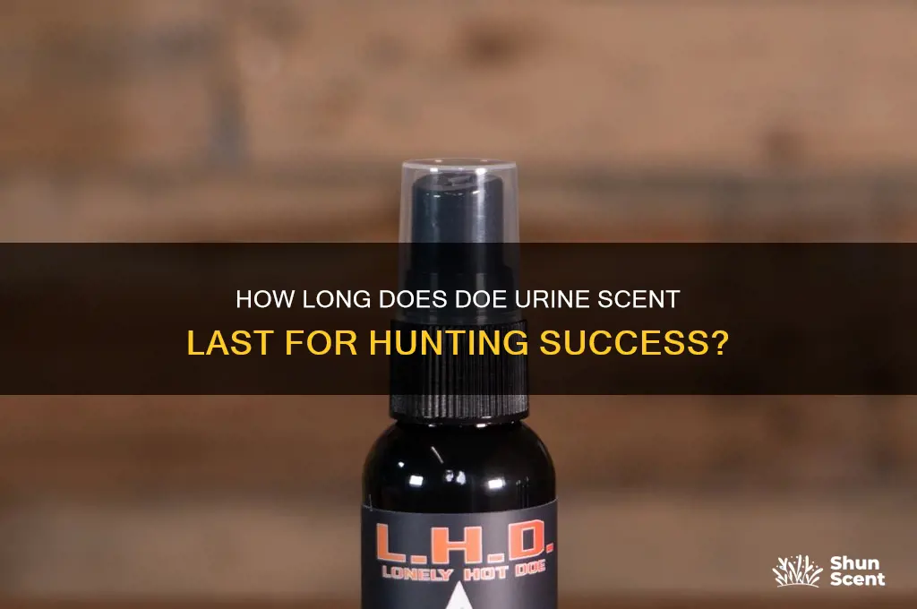 how long does doe urine scent last