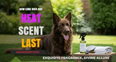 Understanding How Long a Dog's Heat Scent Lingers and Its Impact