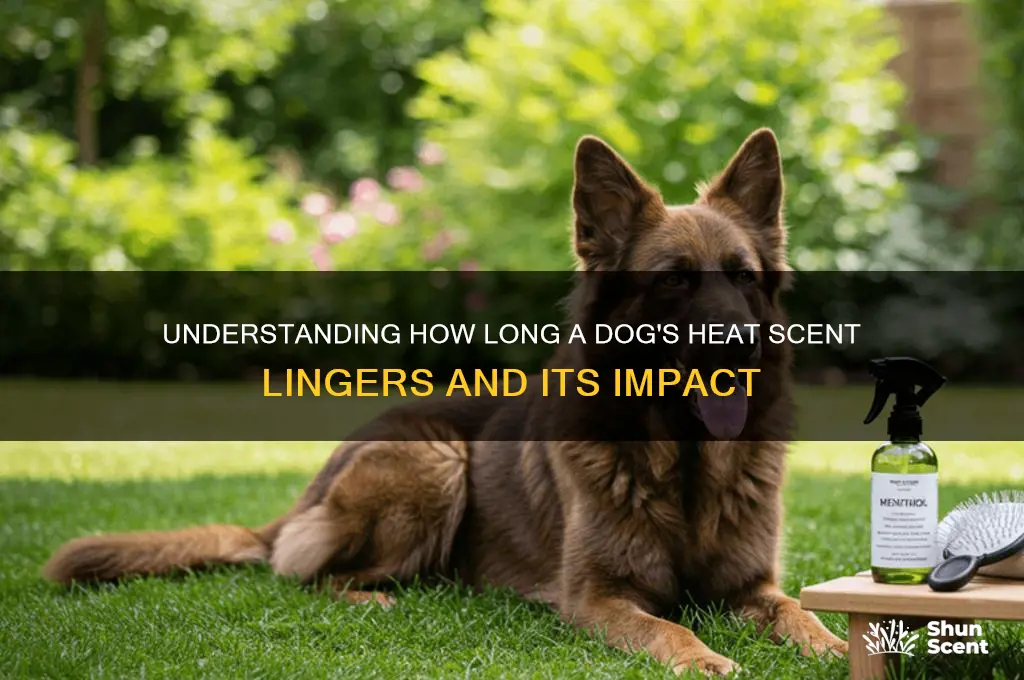 how long does dog heat scent last