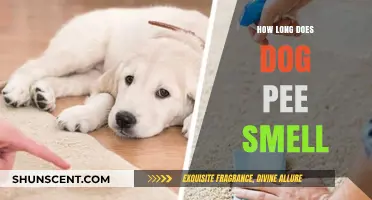 Lingering Canine Scents: Understanding the Staying Power of Dog Pee Smell