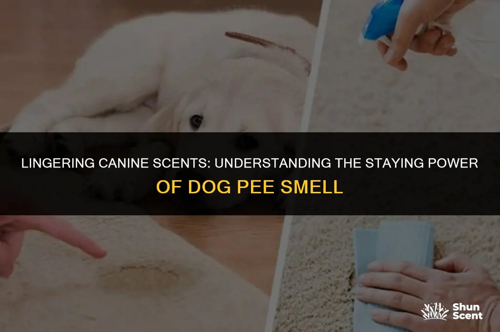 how long does dog pee smell