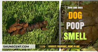 The Lingering Odor: How Long Does Dog Poop Smell?