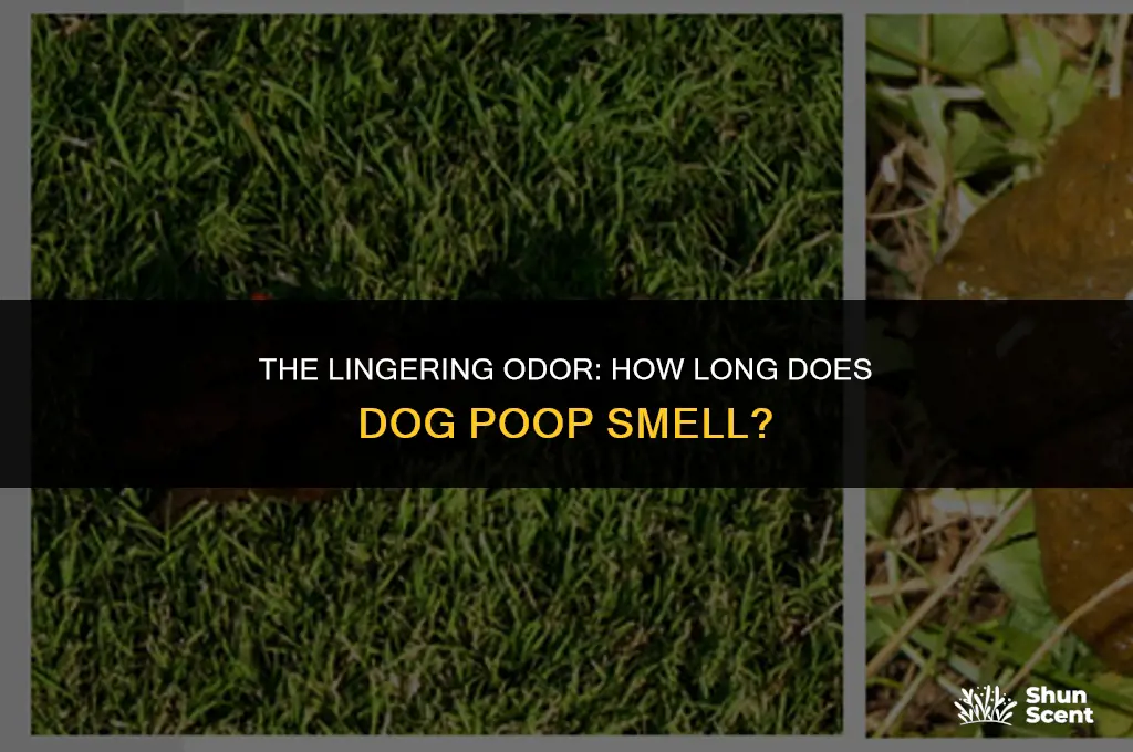 how long does dog poop smell